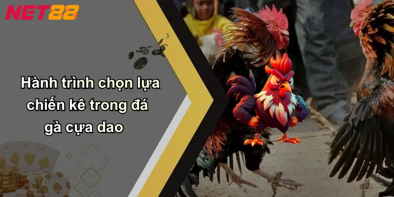 Hành trình chọn lựa chiến kê trong đá gà cựa dao