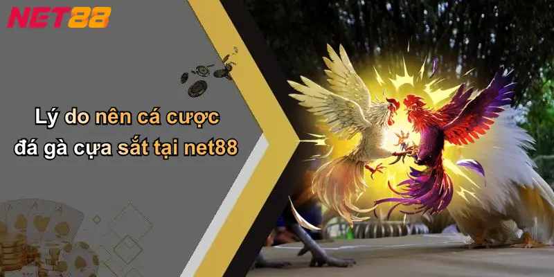 Lý do nên cá cược đá gà cựa sắt tại net88