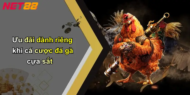 Ưu đãi dành riêng khi cá cược đá gà cựa sắt